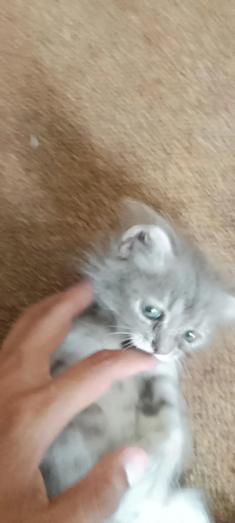 Persian kittens For Sale — photo 12