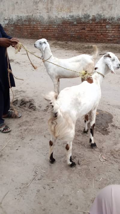 Healthy Mix Breed Goat Pair for Sale | Both Confirmed Pregnant