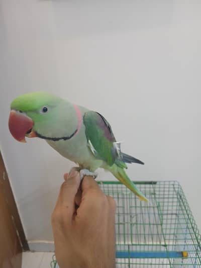 Pahari Tota Green Parrots Sale Out