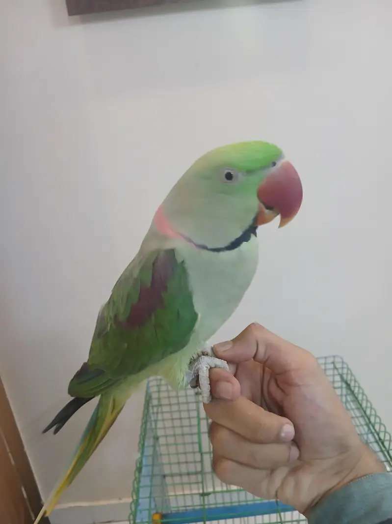 Pahari Tota Green Parrots Sale Out — photo 2