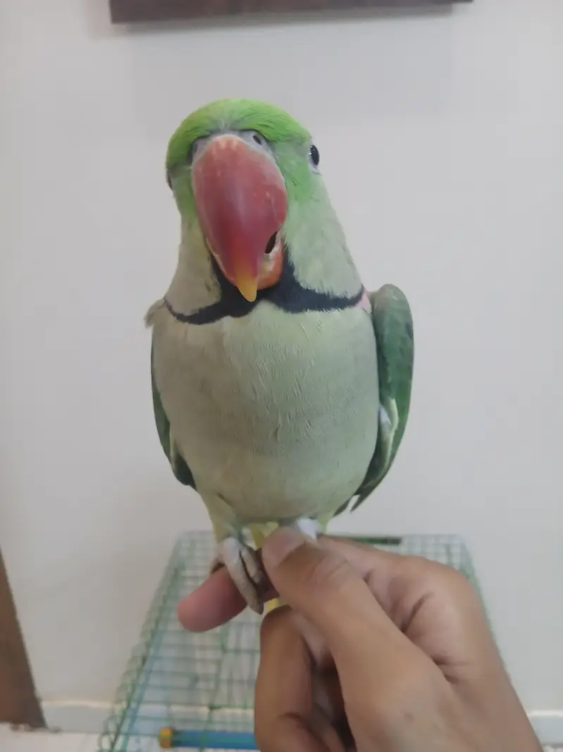 Pahari Tota Green Parrots Sale Out — photo 3