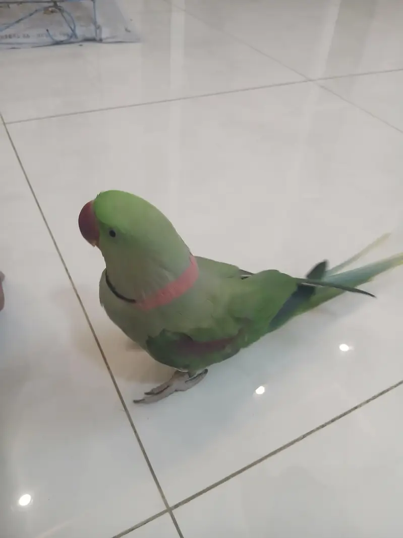 Pahari Tota Green Parrots Sale Out — photo 4