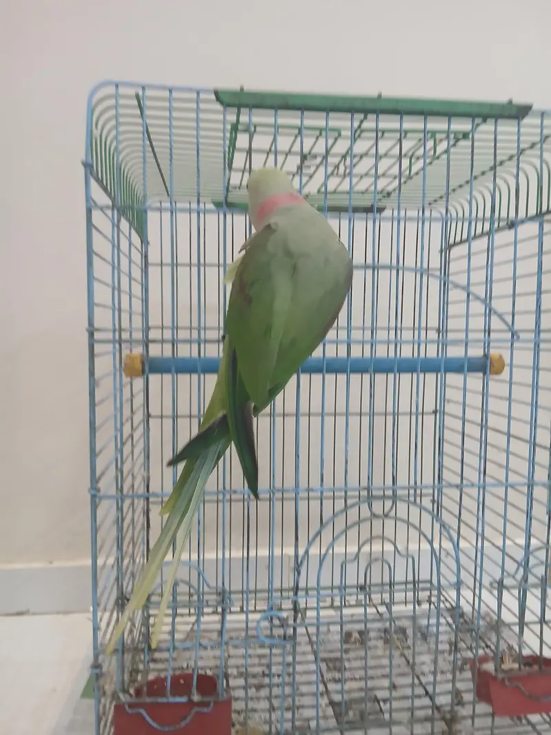 Pahari Tota Green Parrots Sale Out — photo 5