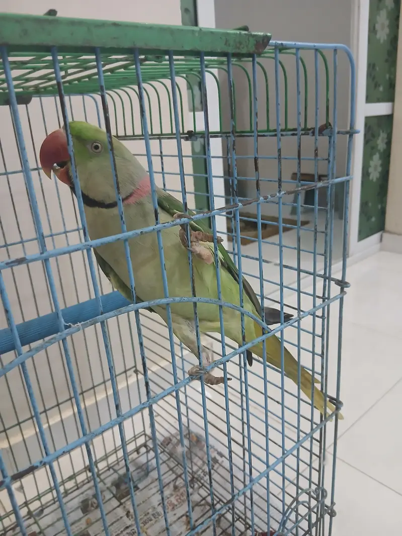 Pahari Tota Green Parrots Sale Out — photo 6