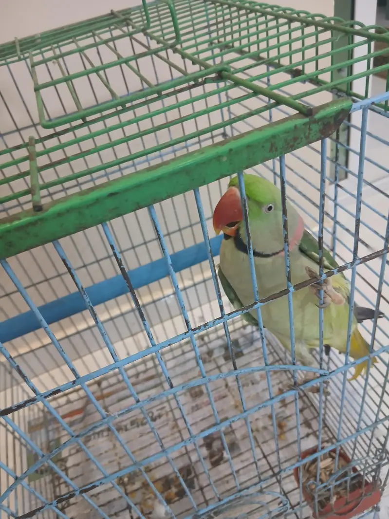 Pahari Tota Green Parrots Sale Out — photo 7