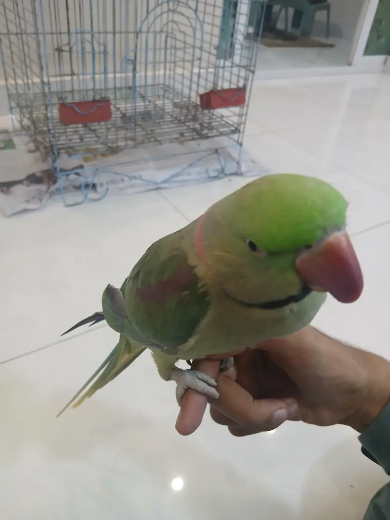 Pahari Tota Green Parrots Sale Out — photo 8