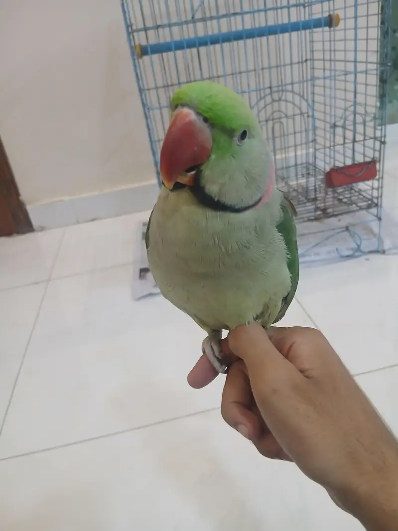 Pahari Tota Green Parrots Sale Out — photo 9