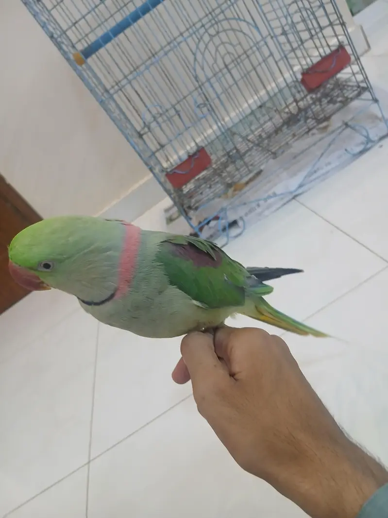 Pahari Tota Green Parrots Sale Out — photo 10