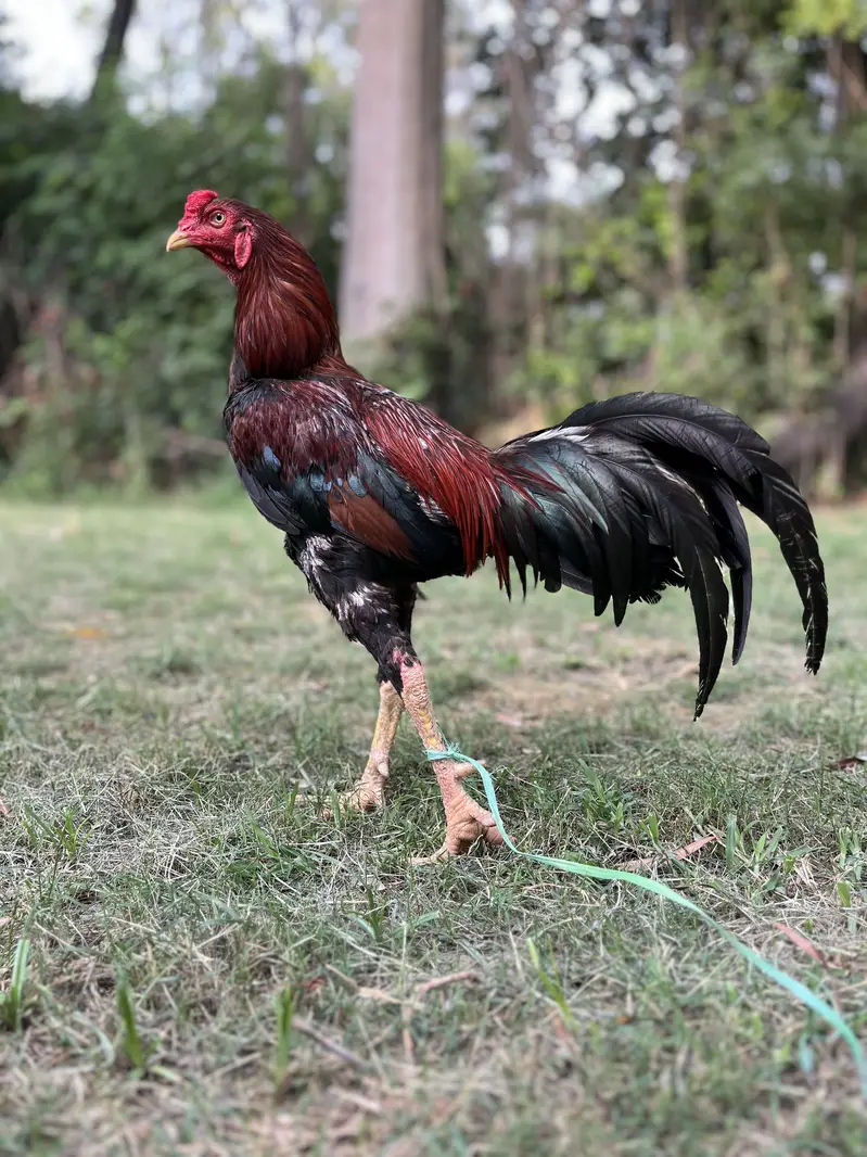 Aseel for sale burmi — photo 4