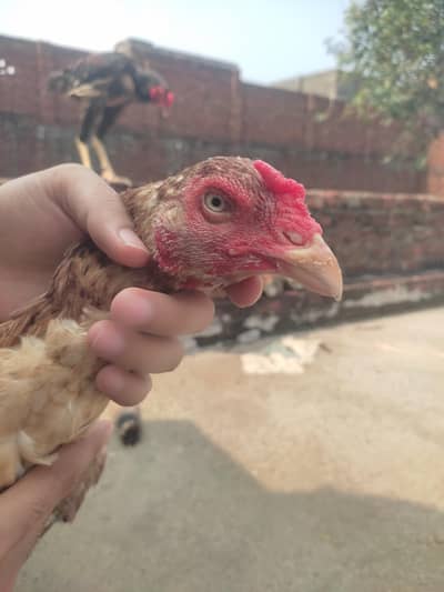 Aseel Female
