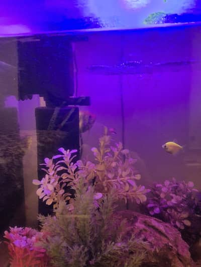Complete setup for sale