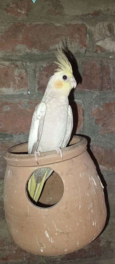 Cockatiel for sale
