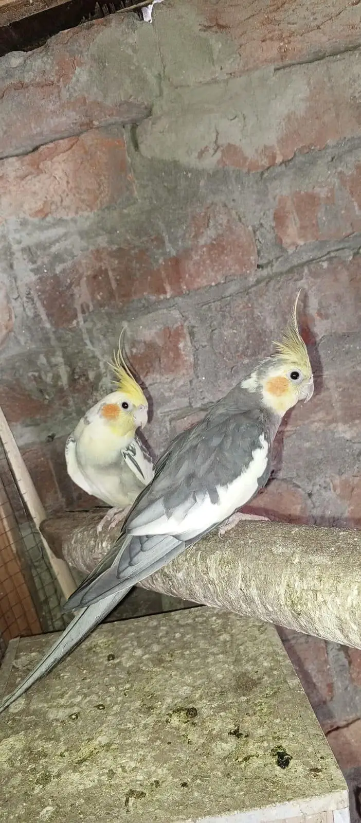 Cockatiel for sale — photo 2