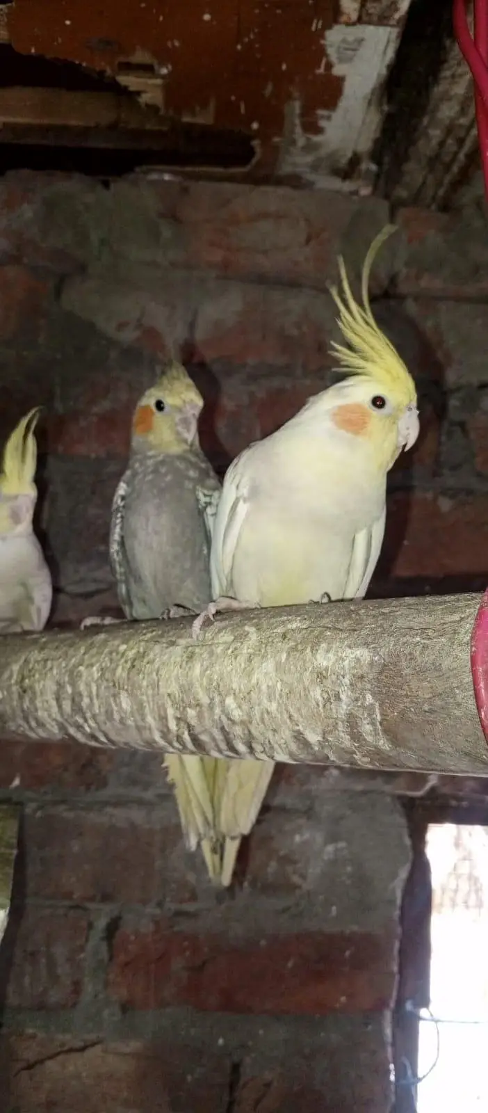 Cockatiel for sale — photo 5