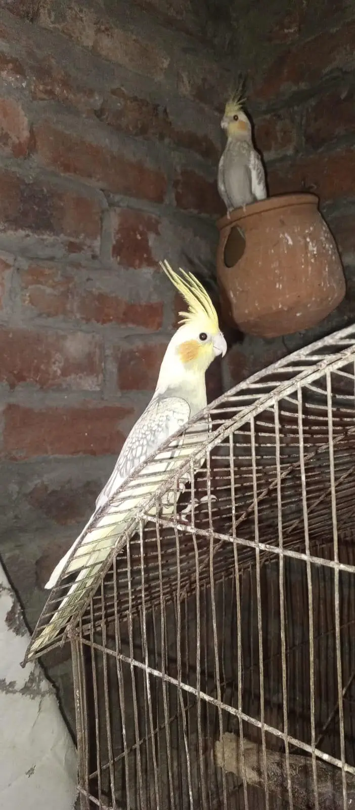 Cockatiel for sale — photo 6