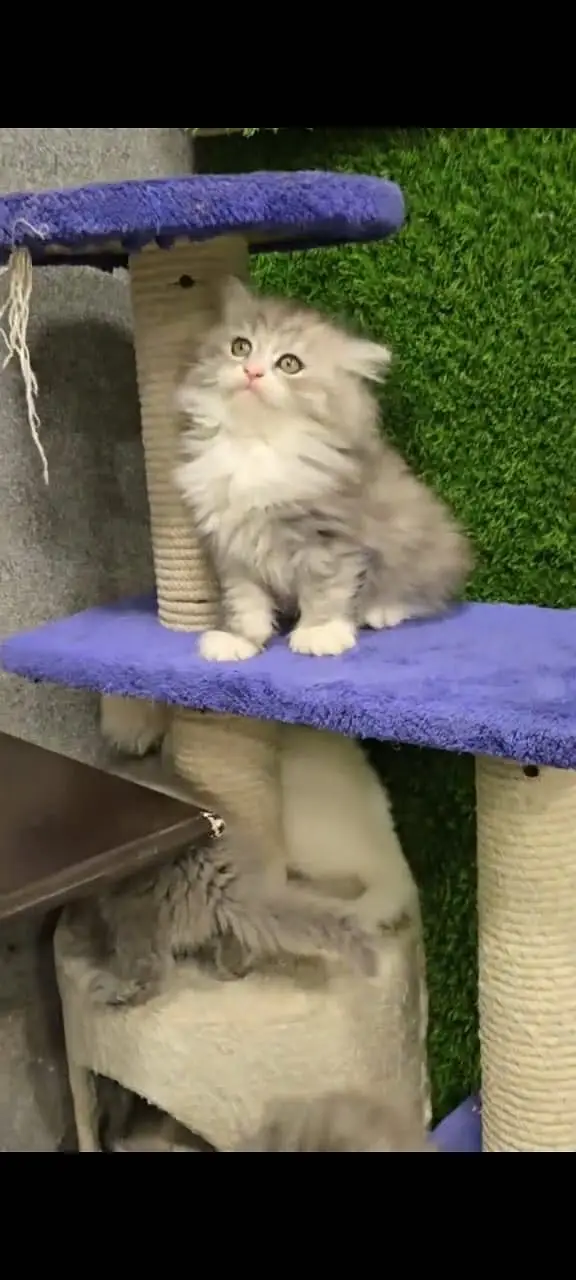 Quality Persian Punchface cat & kitten. moreWhatsApp 03265642090 — photo 2