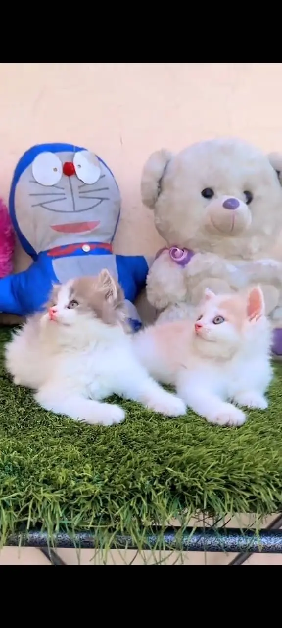 Quality Persian Punchface cat & kitten. moreWhatsApp 03265642090 — photo 2