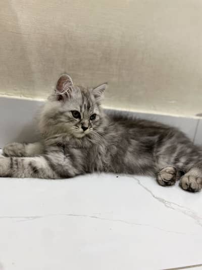 Fluffy Male kitten