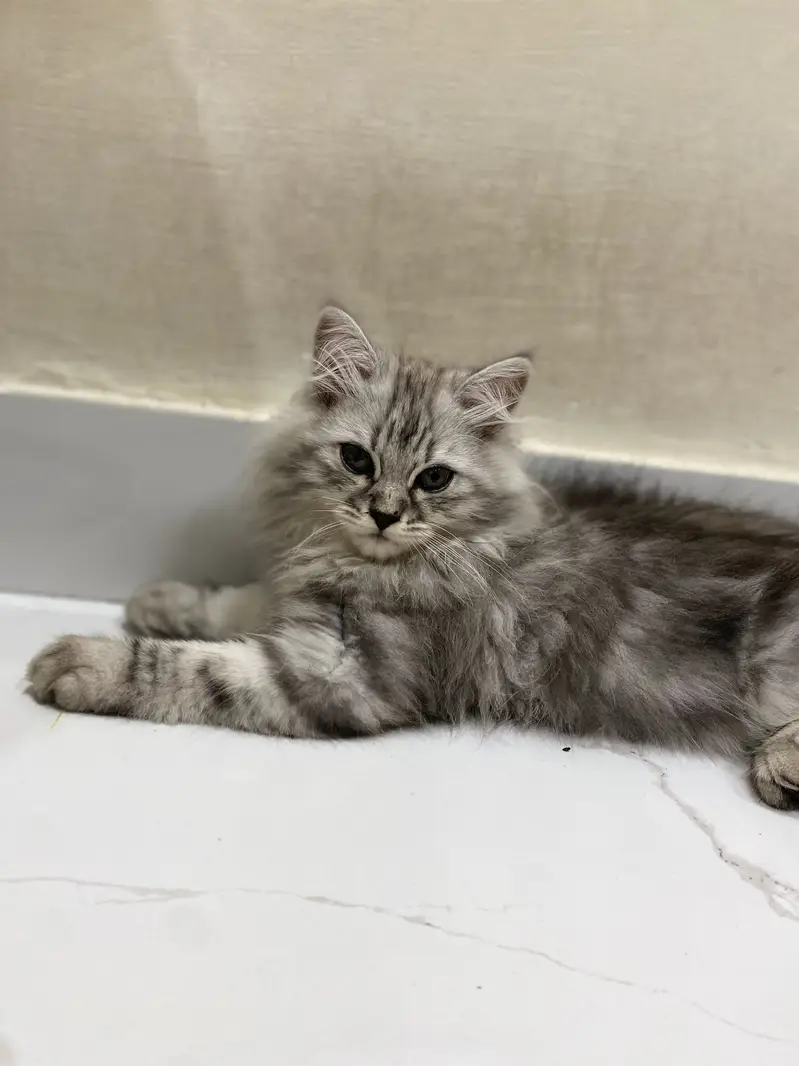 Fluffy Male kitten — photo 2