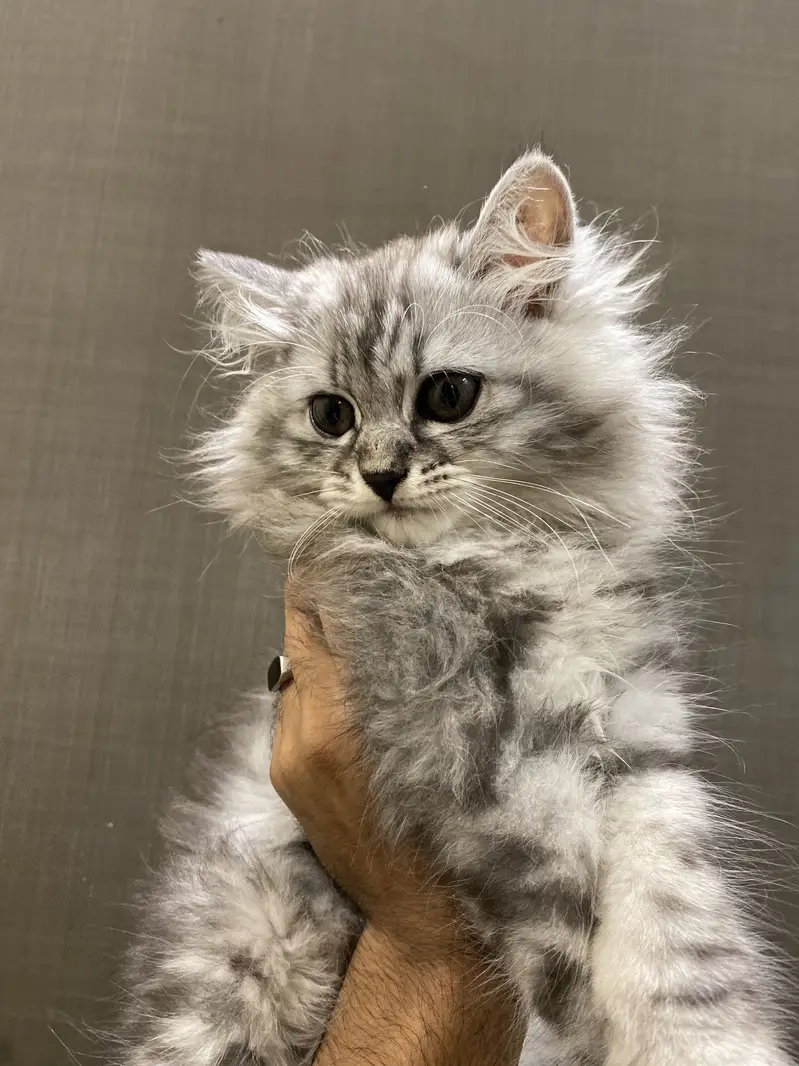 Fluffy Male kitten — photo 3