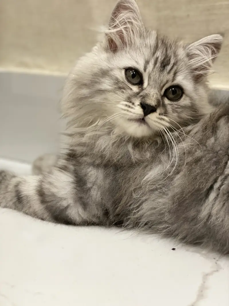 Fluffy Male kitten — photo 4