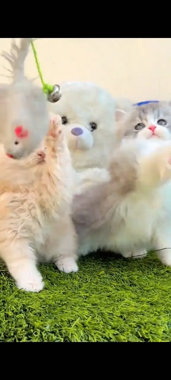 Quality Persian Punchface cat & kitten. moreWhatsApp 03265642090 — photo 2