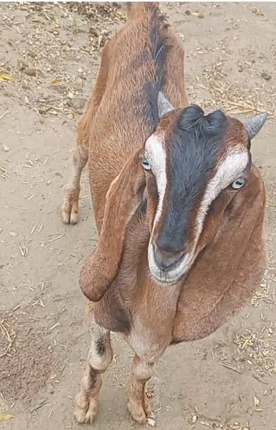 makkhi chini and rajanpuri