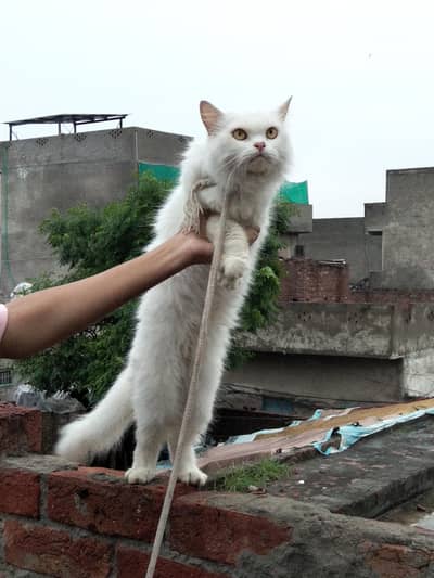 white Persian