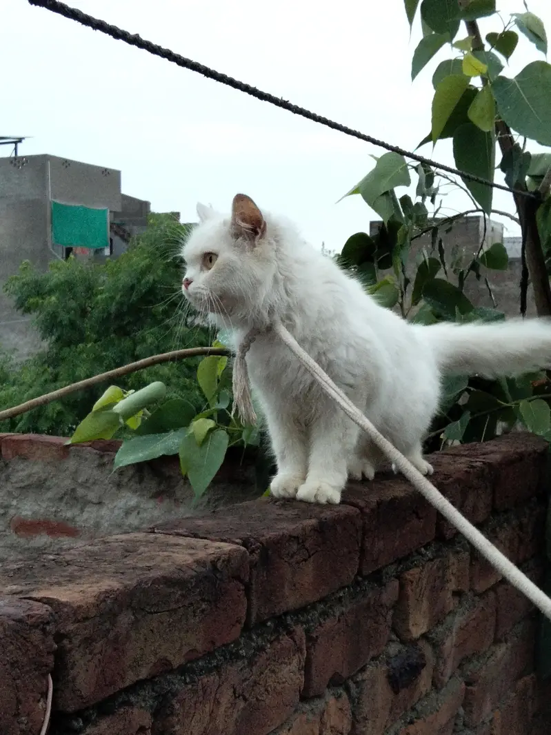 white Persian — photo 2