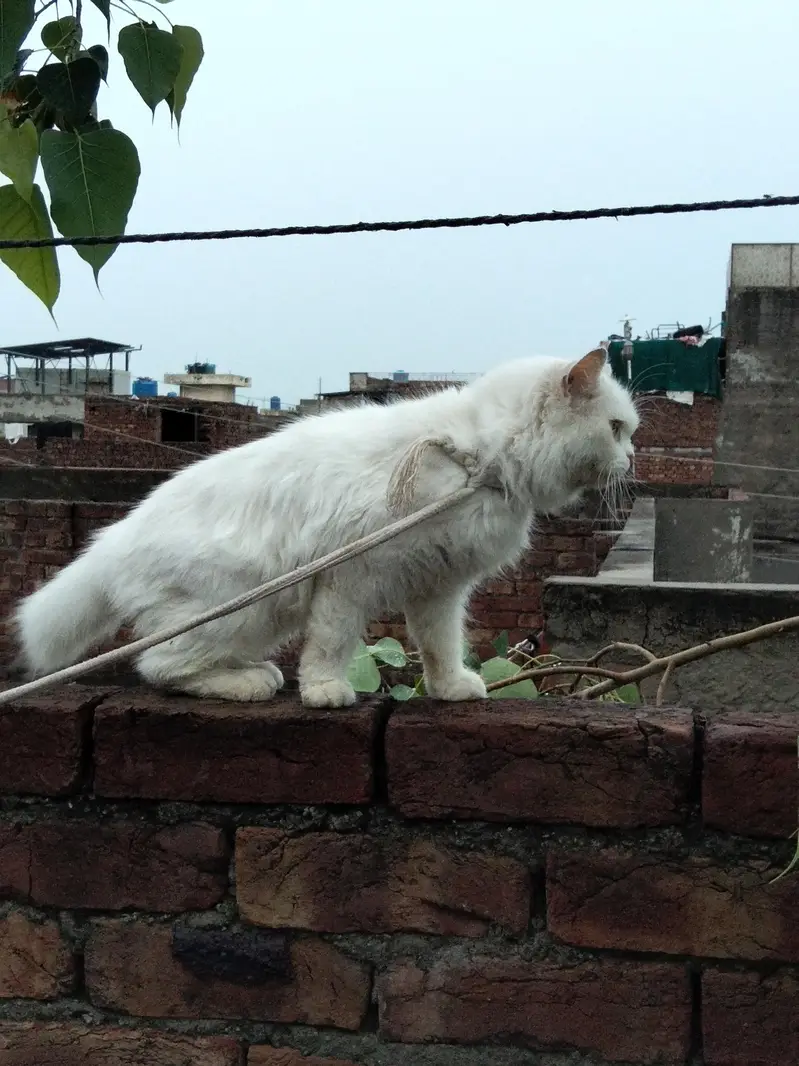 white Persian — photo 3