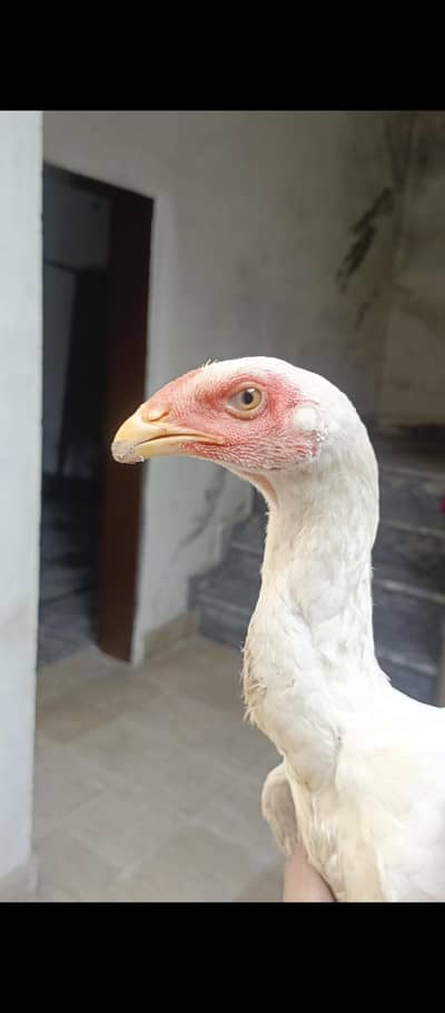 White Shamo females