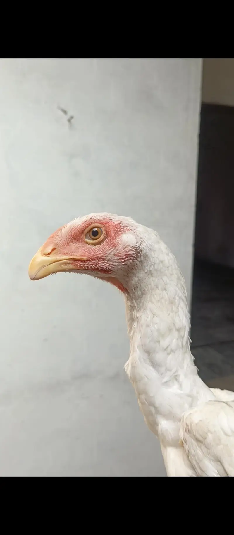 White Shamo females — photo 2