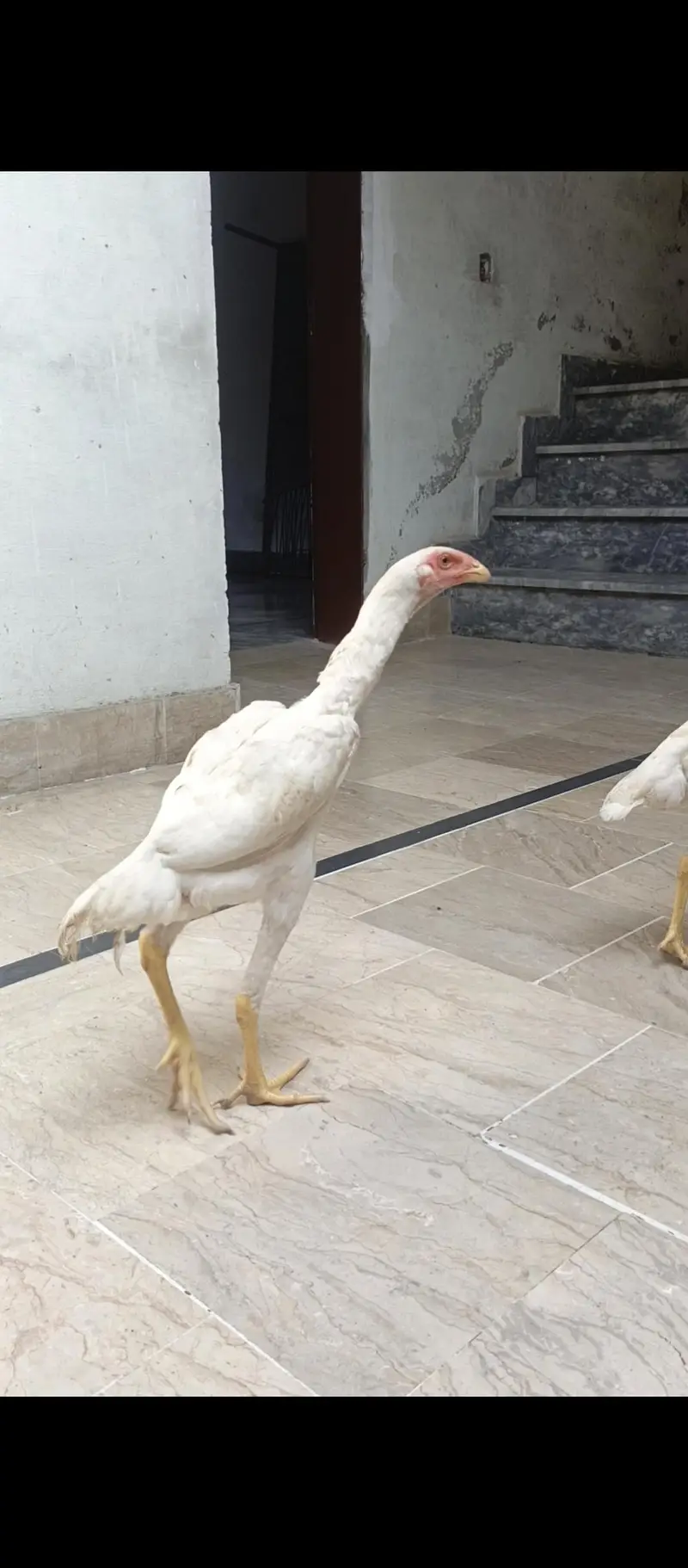 White Shamo females — photo 3