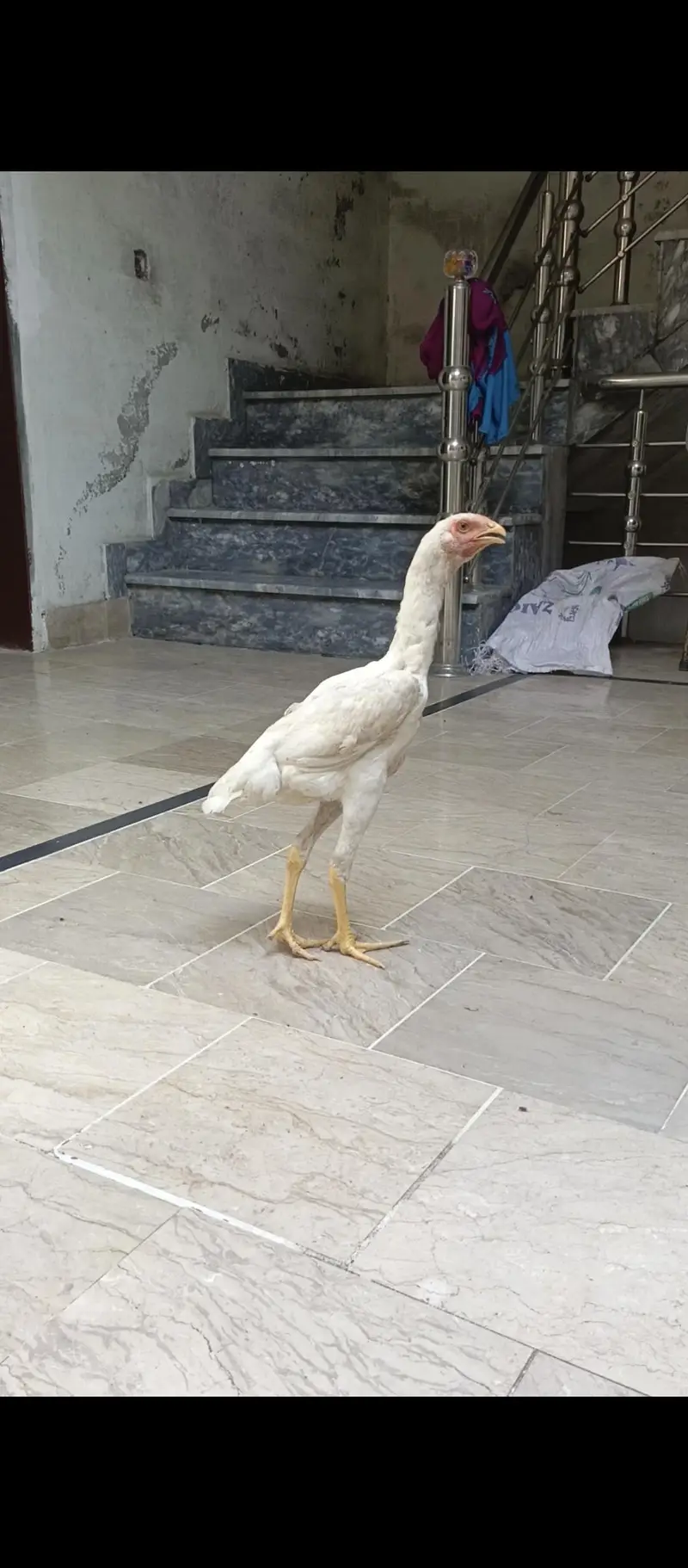 White Shamo females — photo 4