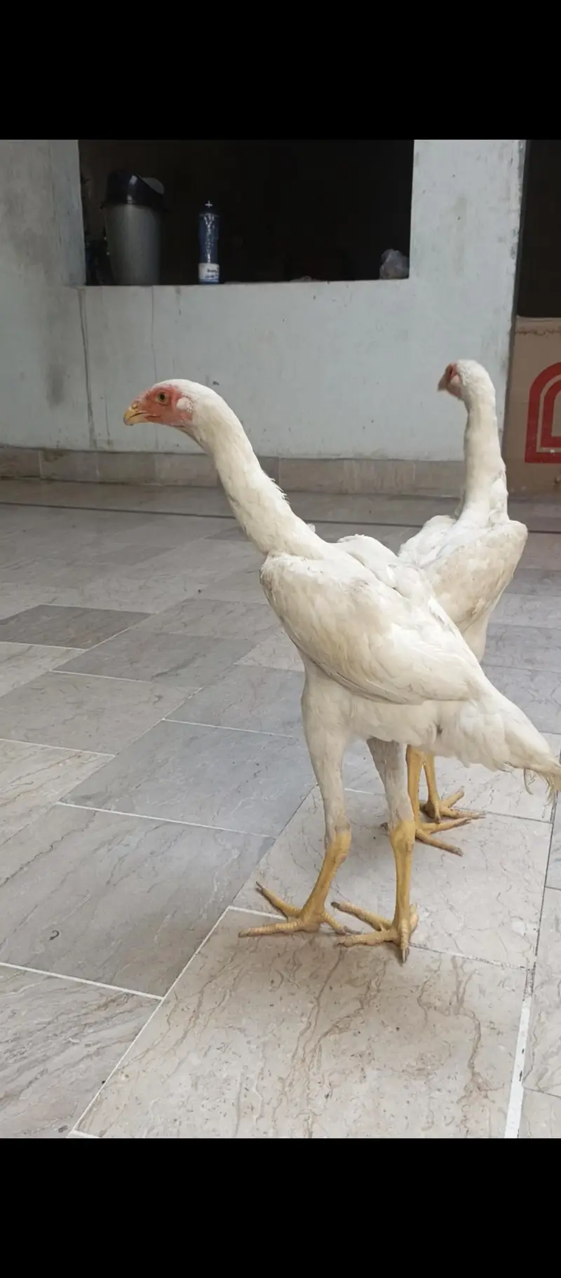 White Shamo females — photo 5