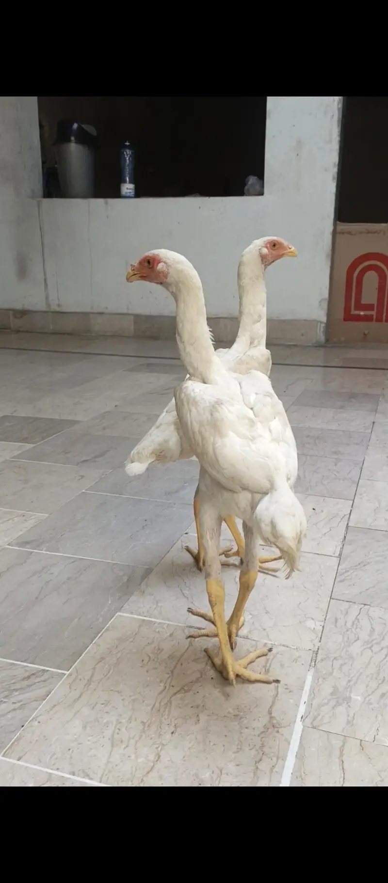 White Shamo females — photo 6