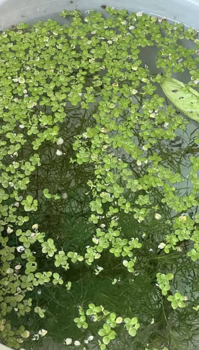 Duckweed
