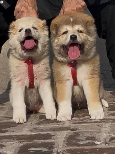 alabai security dog 2 month pair for sale