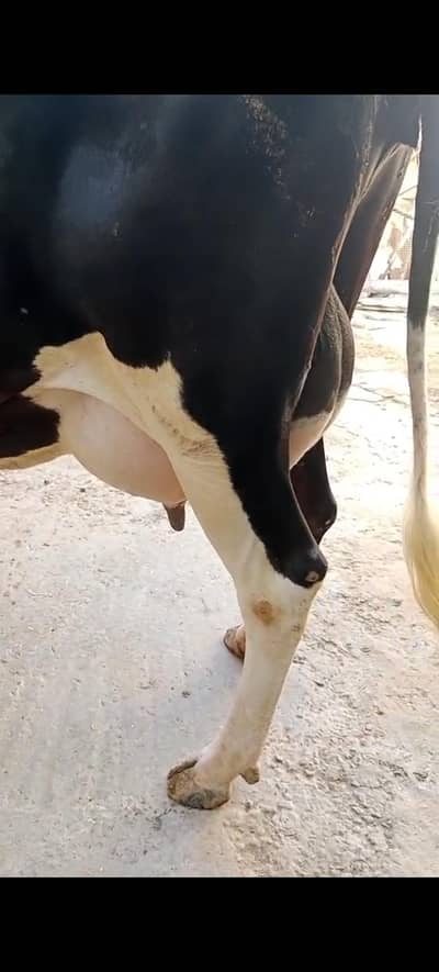 pure fresian cow for sale