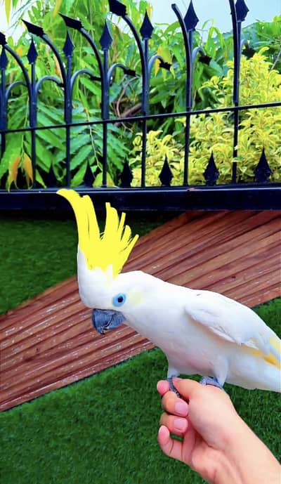 Tritron umbrella Mullacan cockatoo molacan triton