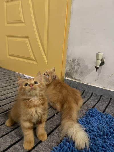 mother with cute kitten 