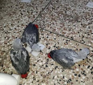 African grey parrot 4 for sale 03714361525