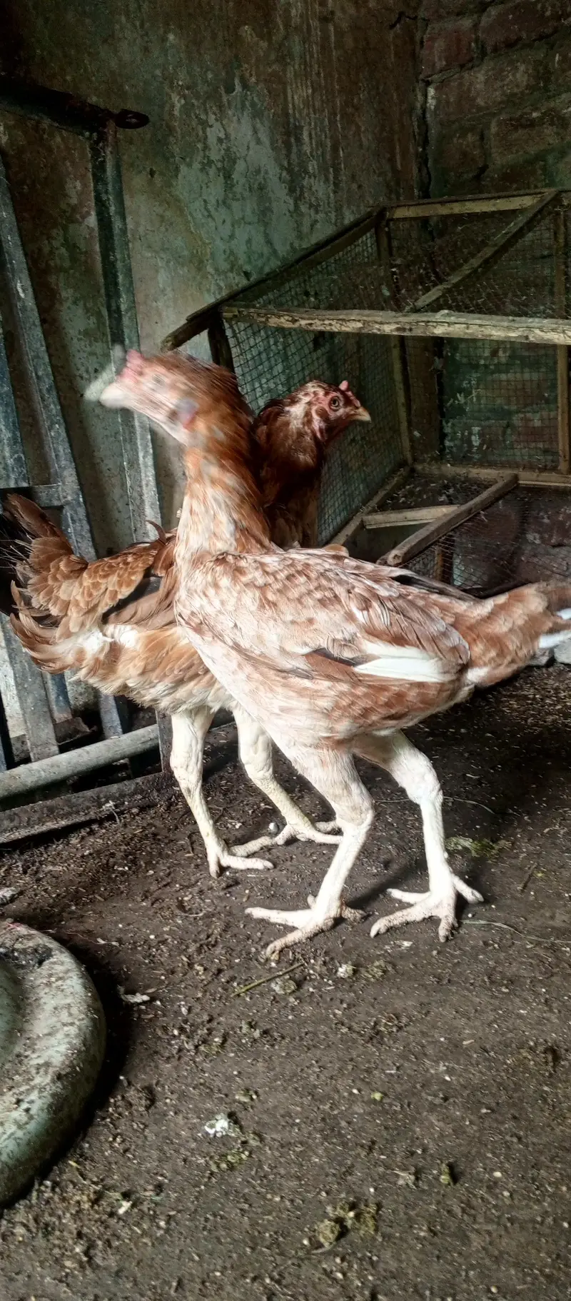 Aseel murgi for sale — photo 3