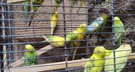 Australian Parrots For Sale