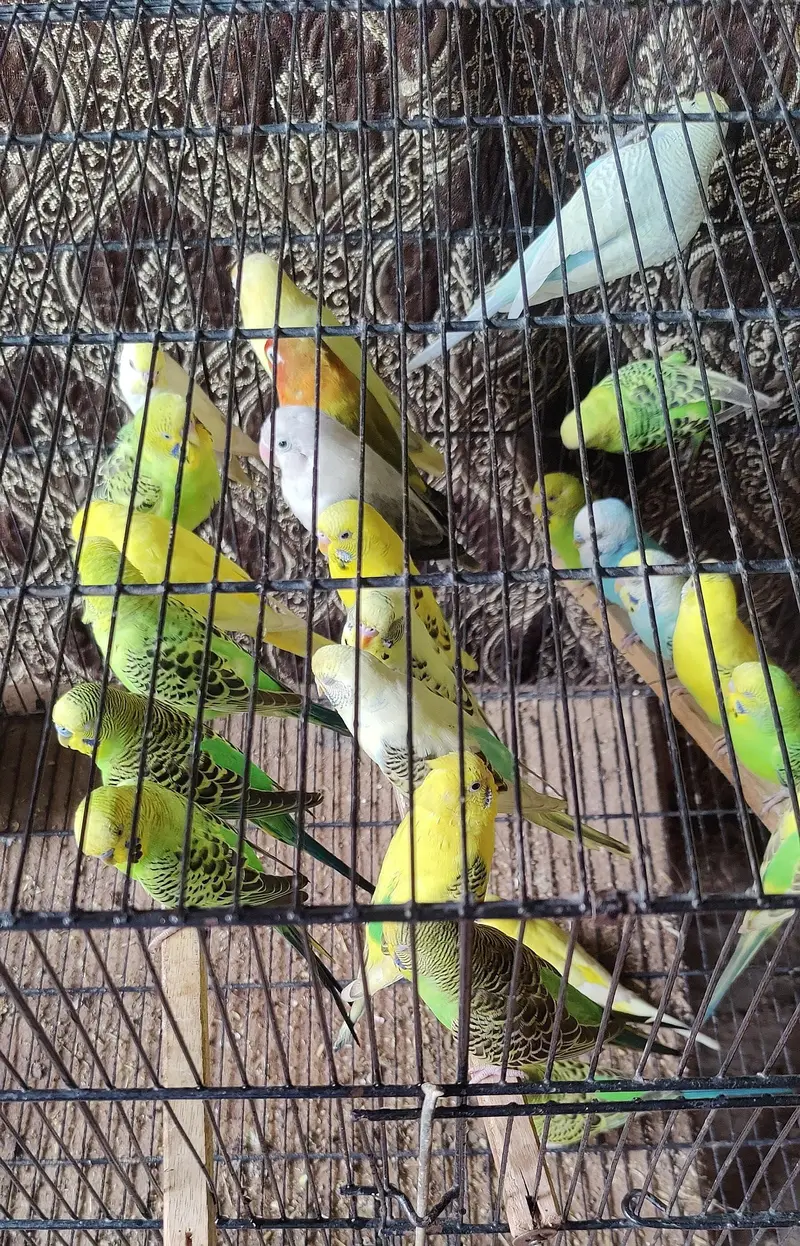 Australian Parrots For Sale — photo 2