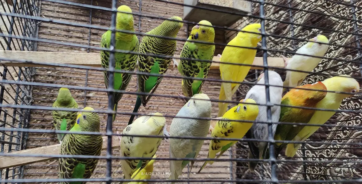 Australian Parrots For Sale — photo 3