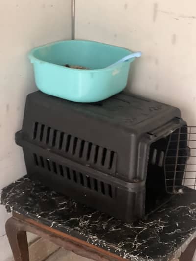 Persian cat male 4 month baby for sale with us carry cage or tray