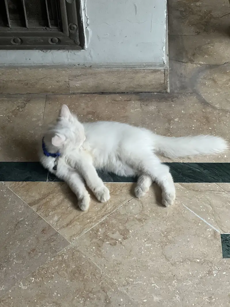 Persian cat male 4 month baby for sale with us carry cage or tray — photo 2