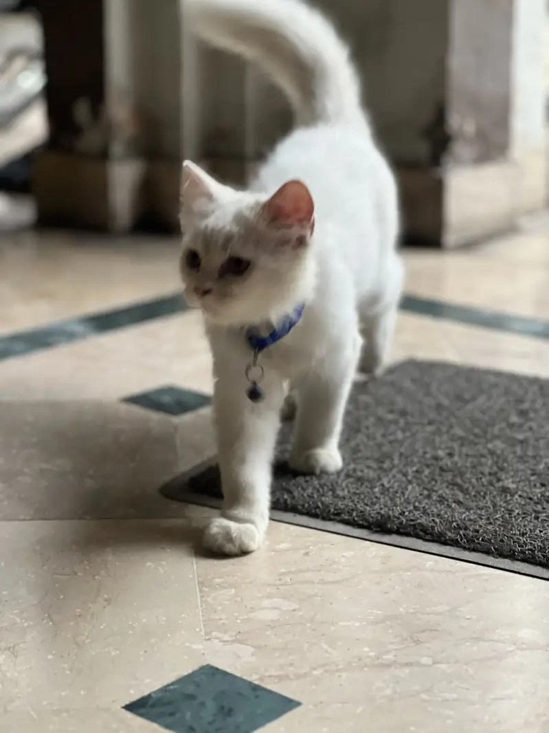 Persian cat male 4 month baby for sale with us carry cage or tray — photo 3