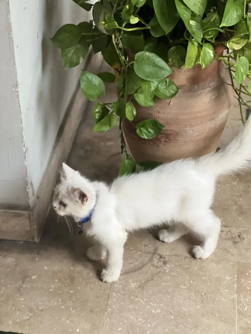 Persian cat male 4 month baby for sale with us carry cage or tray — photo 4